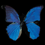 Transportation of artworks Damien Hirst New Religion